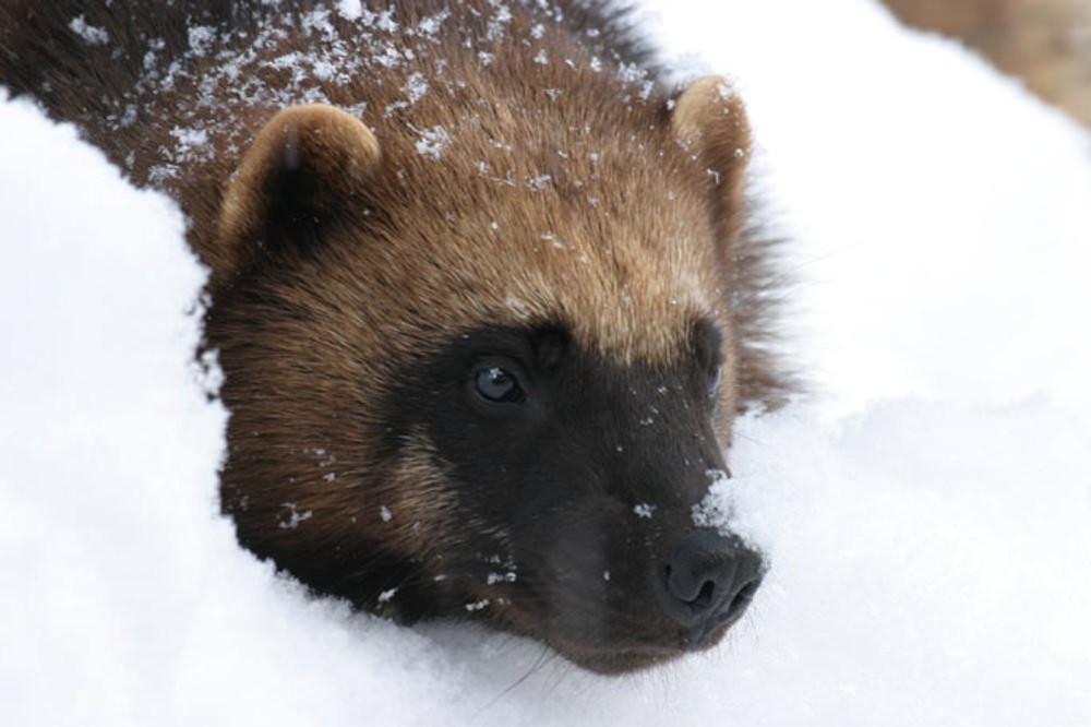 Alaska Zoo Anchorage Attractions & Things To Do